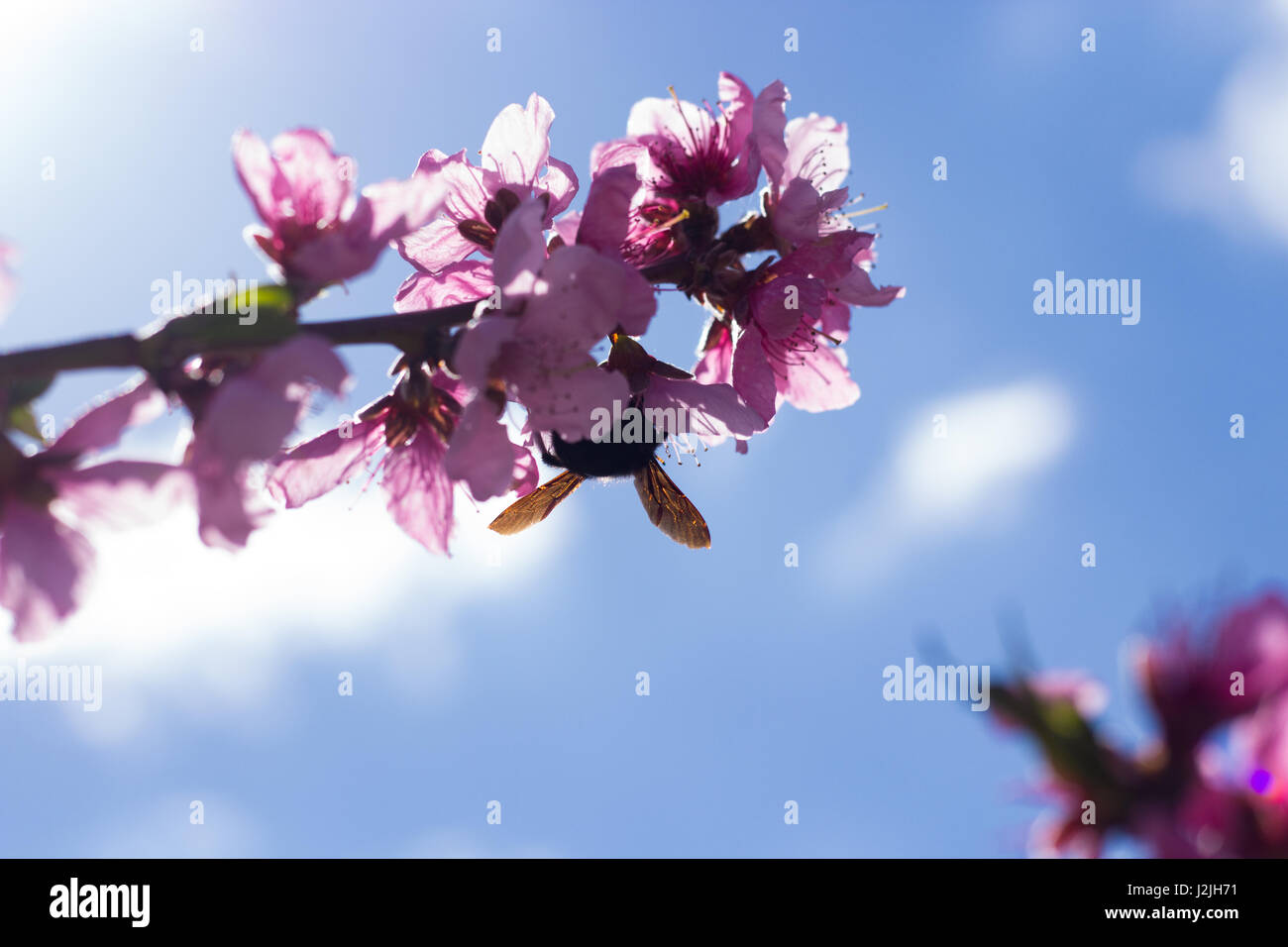 Bumblebee sur peach Flowers Banque D'Images