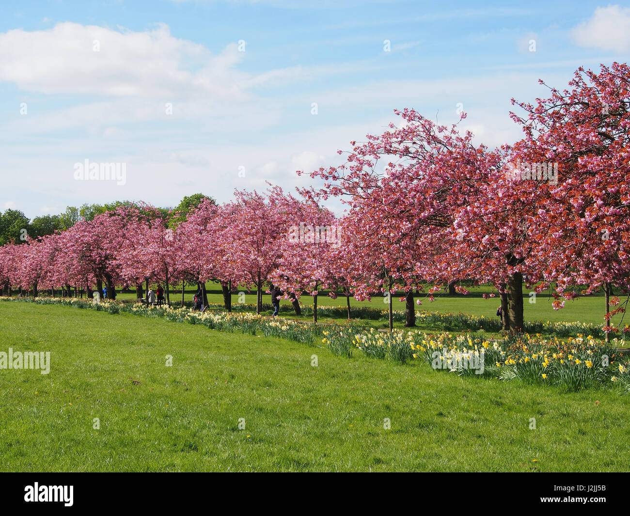 Fleur Rose sur la plante ornementale des cerisiers (Prunus) dans le Stray, Harrogate, North Yorkshire, avec un ciel bleu, le long d'une journée de printemps en avril. Banque D'Images