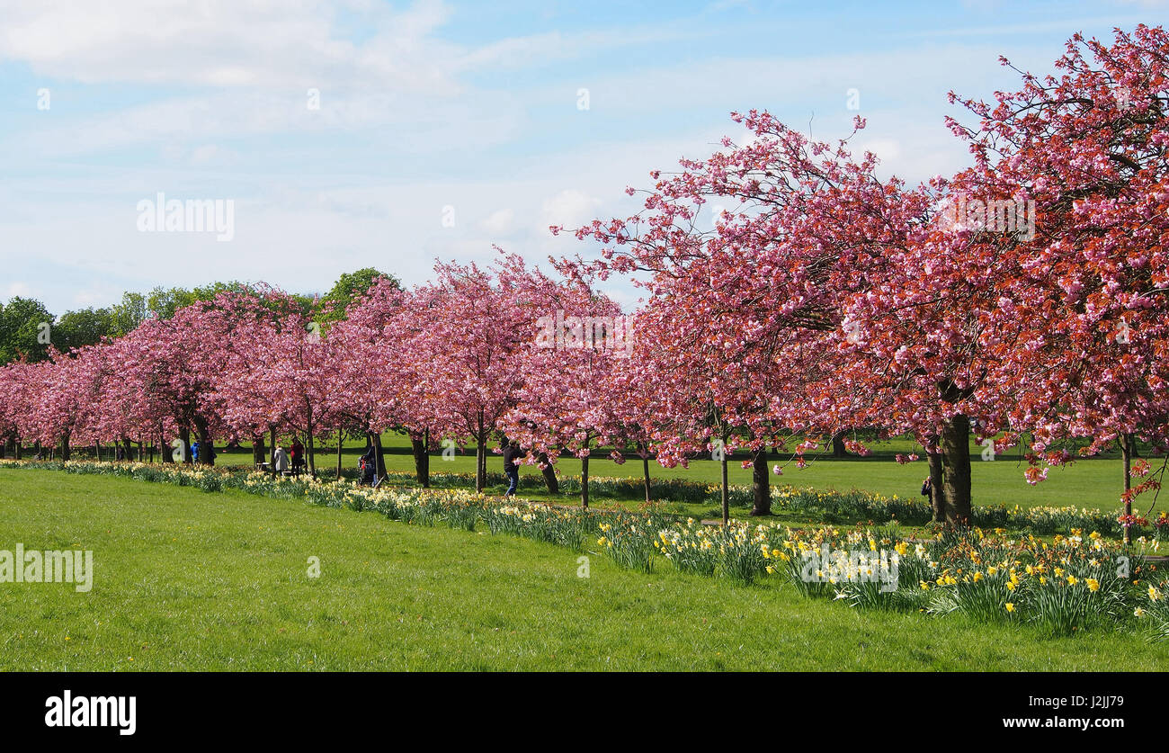 Fleur Rose sur la plante ornementale des cerisiers (Prunus) dans le Stray, Harrogate, North Yorkshire, avec un ciel bleu, le long d'une journée de printemps en avril. Banque D'Images