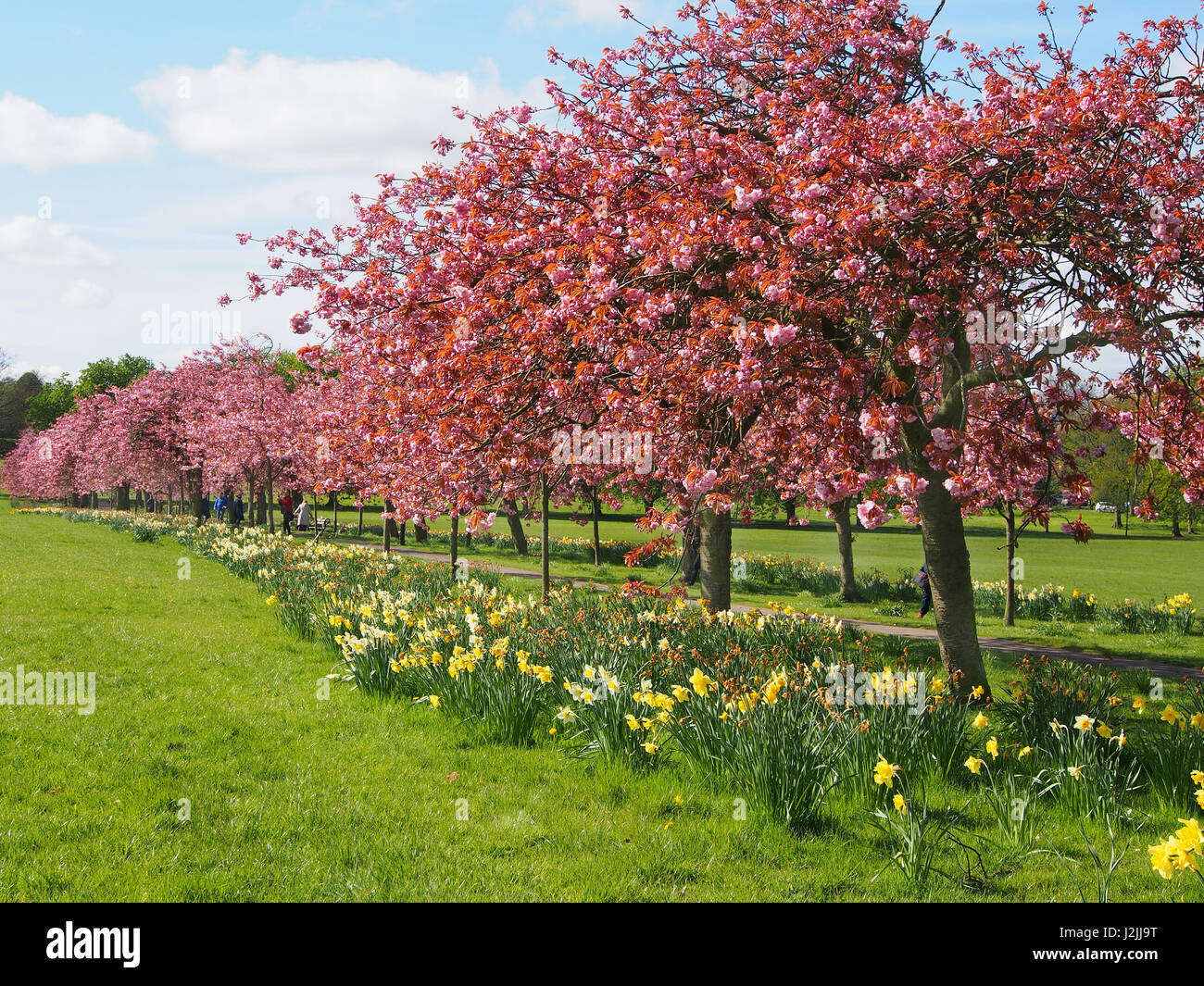 Fleur Rose sur la plante ornementale des cerisiers (Prunus) dans le Stray, Harrogate, North Yorkshire, avec un ciel bleu, le long d'une journée de printemps en avril. Banque D'Images