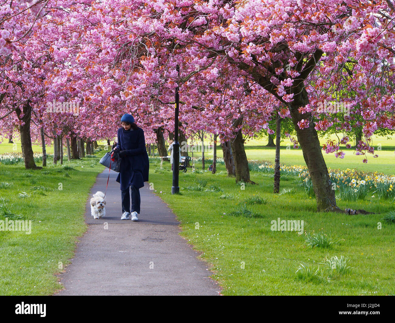 Une dame marche son chien grâce à la fleur de cerisier rose sur les arbres Prunus au printemps sur le Stray à Harrogate, North Yorkshire, Angleterre, Banque D'Images