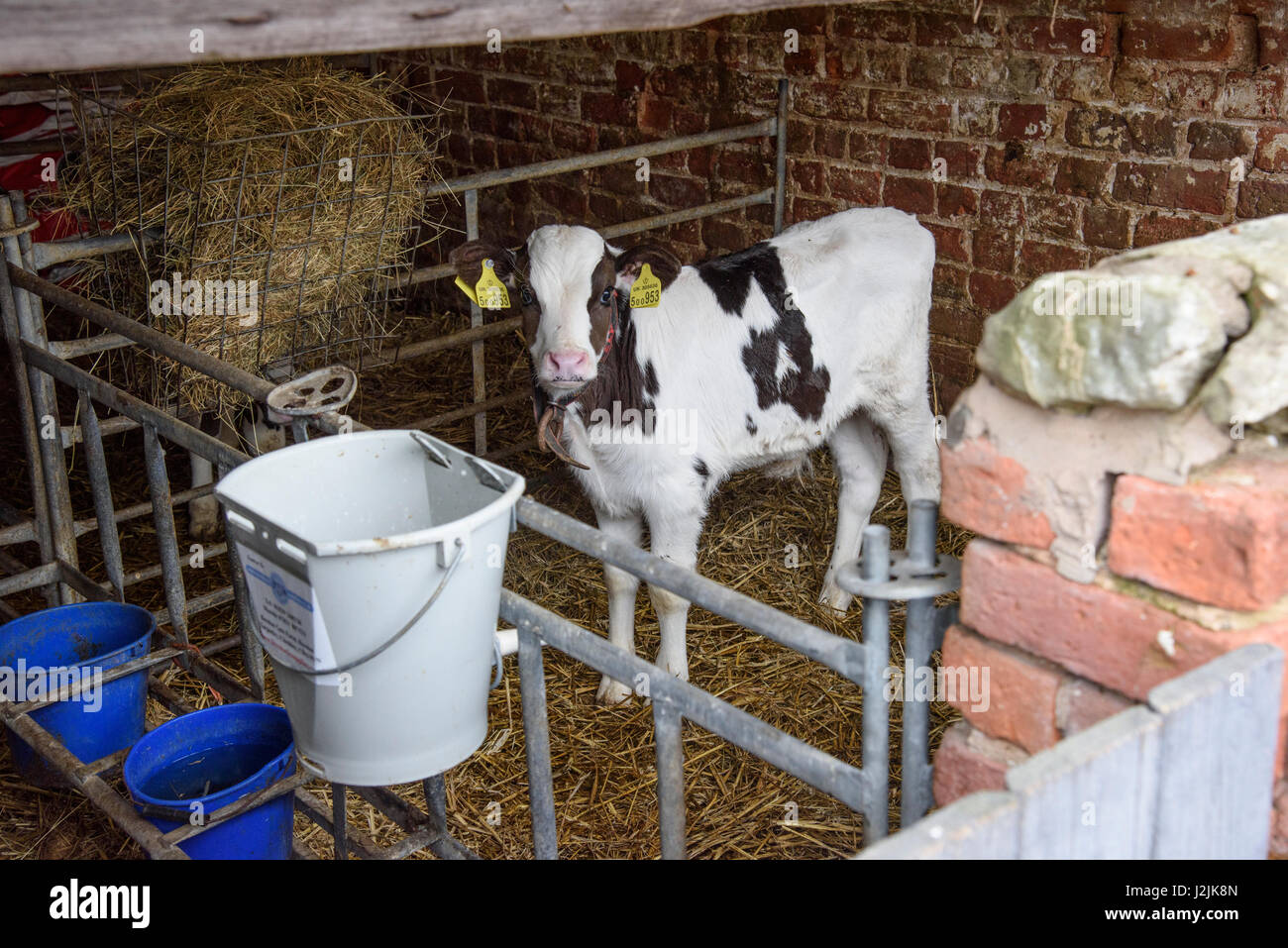 Une Holstein veau laitier sur une ferme laitière, Staffordshire. Banque D'Images