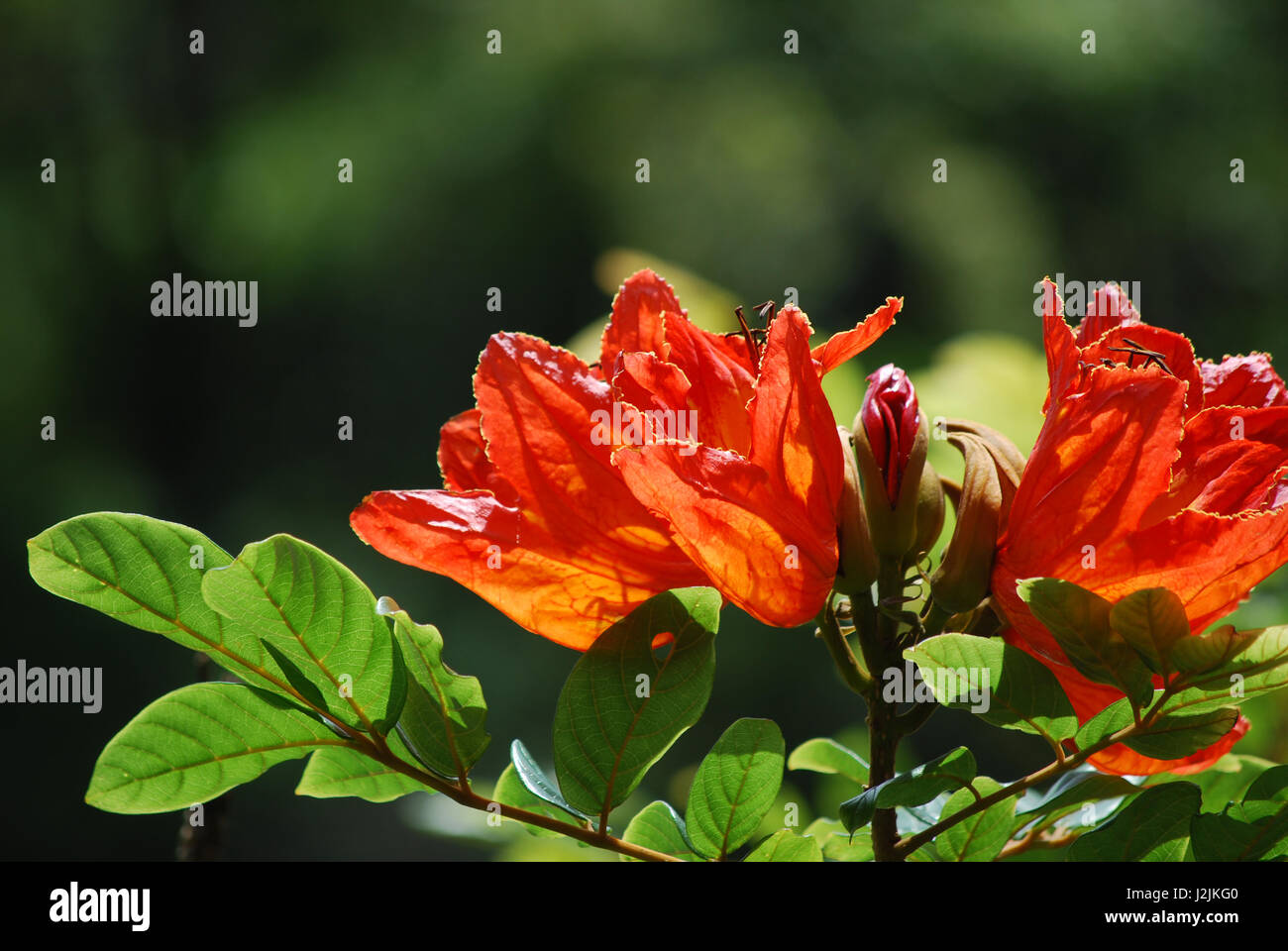 Floraison très spahodea orange arbre en fleurs. Banque D'Images