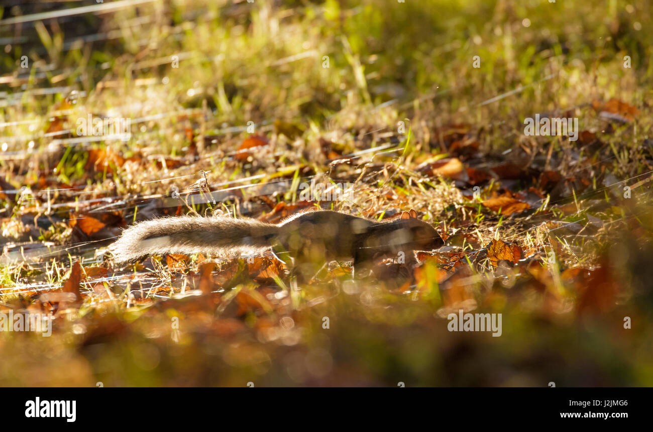 Gris ou de l'Écureuil gris (Sciurus carolinensis) qui se nourrissent de soirée d'automne Banque D'Images
