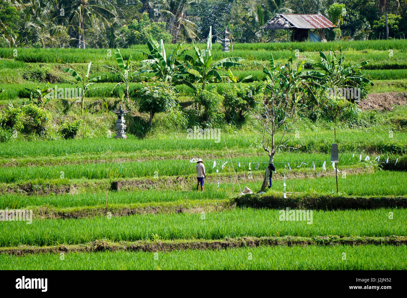 Riz balinais agriculteur dans le domaine Banque D'Images