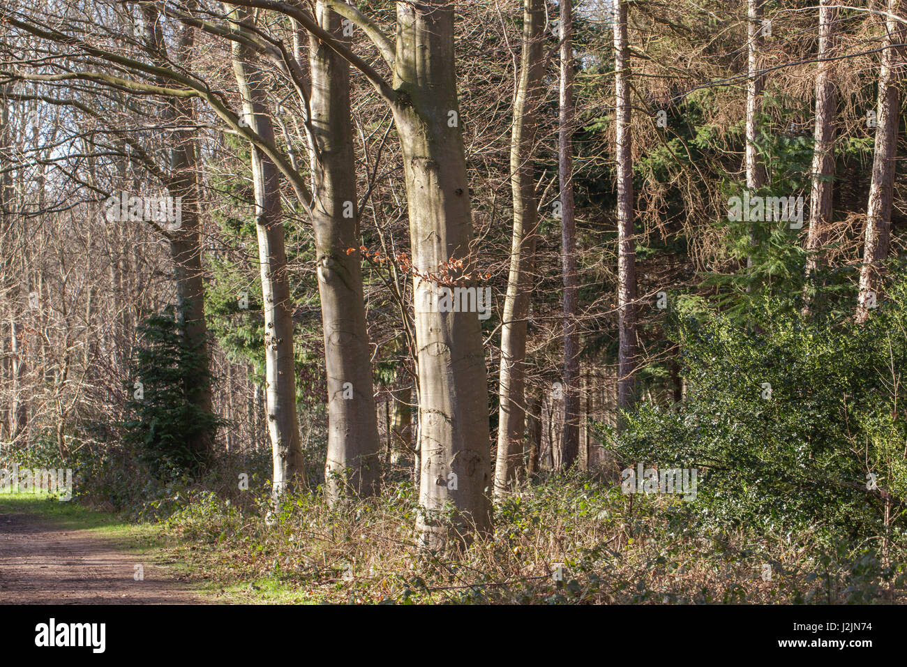 Les hêtres (Fagus sylvatica). Tout droit à la verticale, les troncs gris argenté. Les feuillus. Bois de conifères plantés avec bord droit de fond. Le Norfolk. À l'Est Banque D'Images