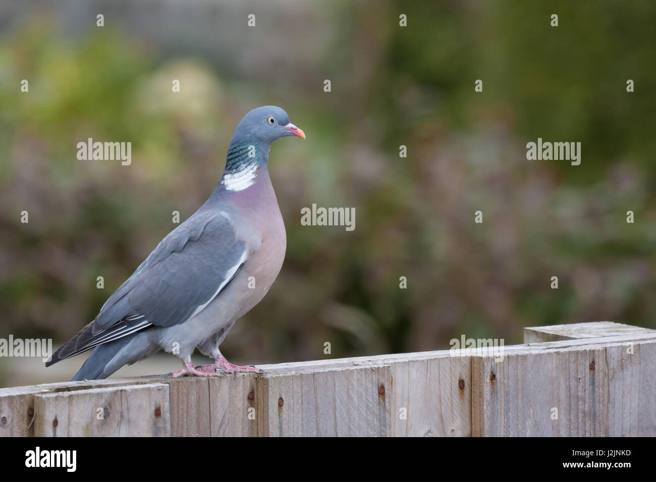 Pigeon ramier sitting on fence Banque D'Images