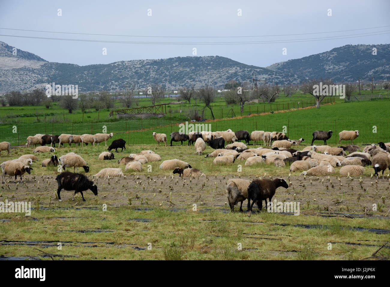 Le lait des brebis en Lasinthos Plateau, Lassithi, Crète, Grèce. Banque D'Images