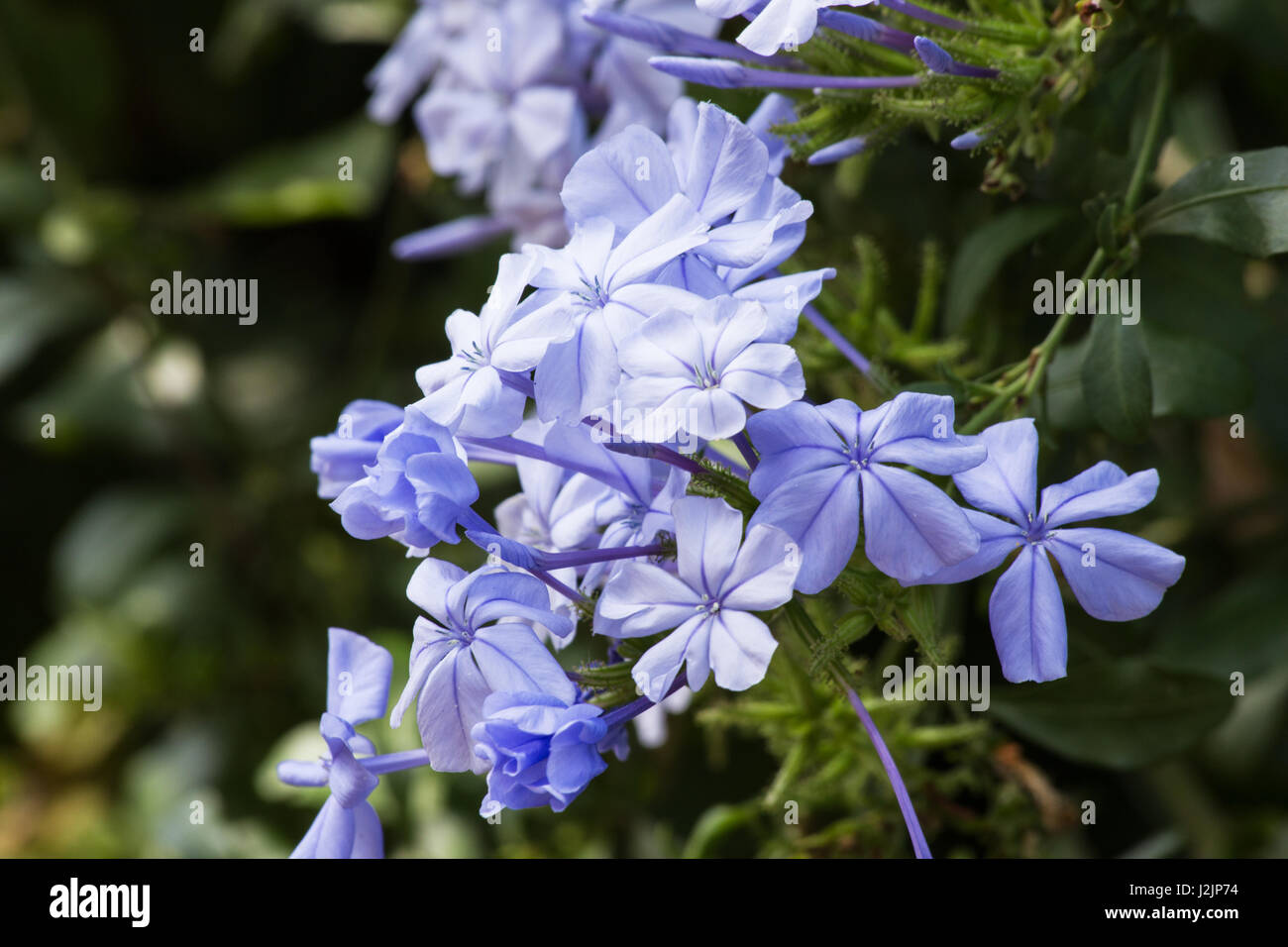 Ceratostigma willmottianum plante en fleur Banque D'Images