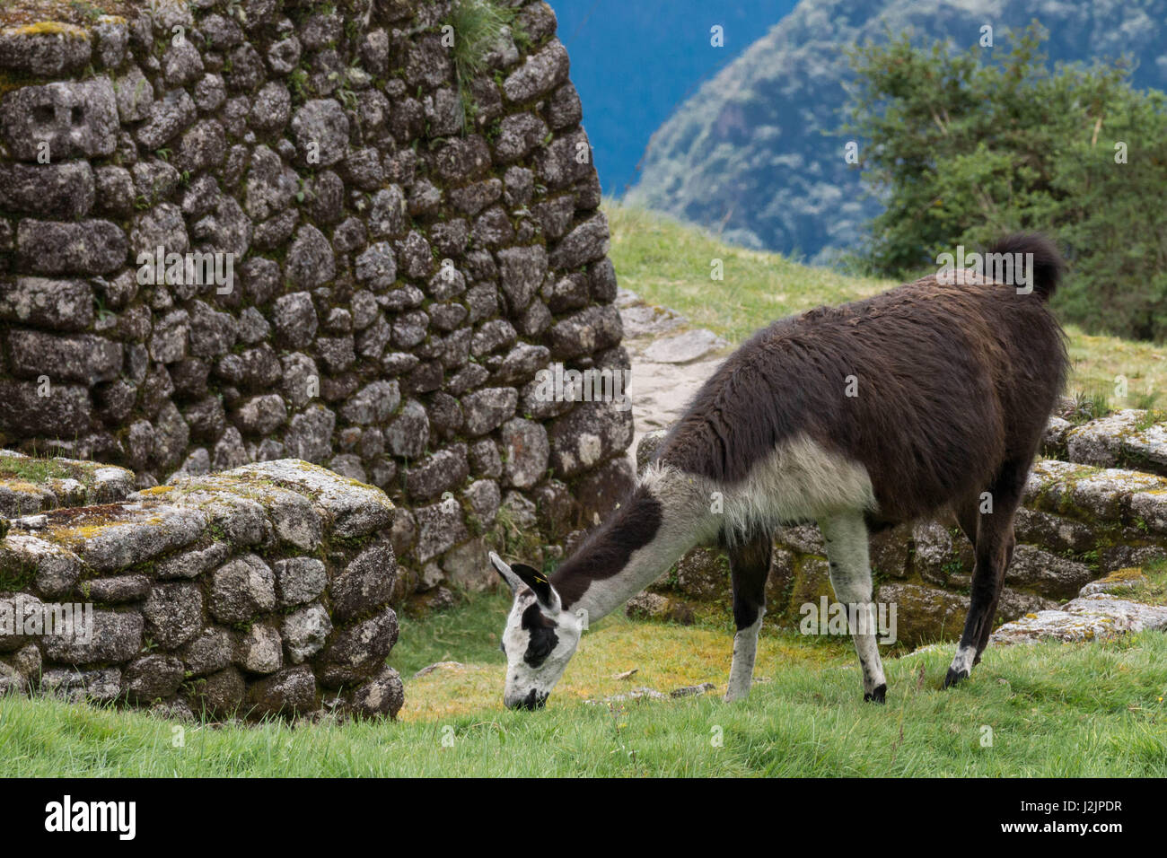 Llama aidant garder l'herbe vers le bas dans les motifs d'Puyapatamarca, le long du chemin de l'Inca d'Ollantaytambo à Machu Picchu (Pérou) Banque D'Images