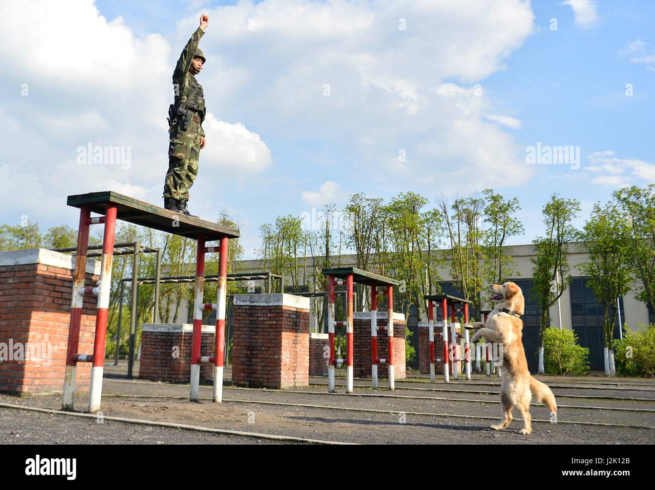 Chongqing, Chine. Apr 29, 2017. Un chien de police est une formation de base d'entraînement à Chongqing, au sud-ouest de la Chine, le 29 avril 2017. Credit : Cao Feng/Xinhua/Alamy Live News Banque D'Images