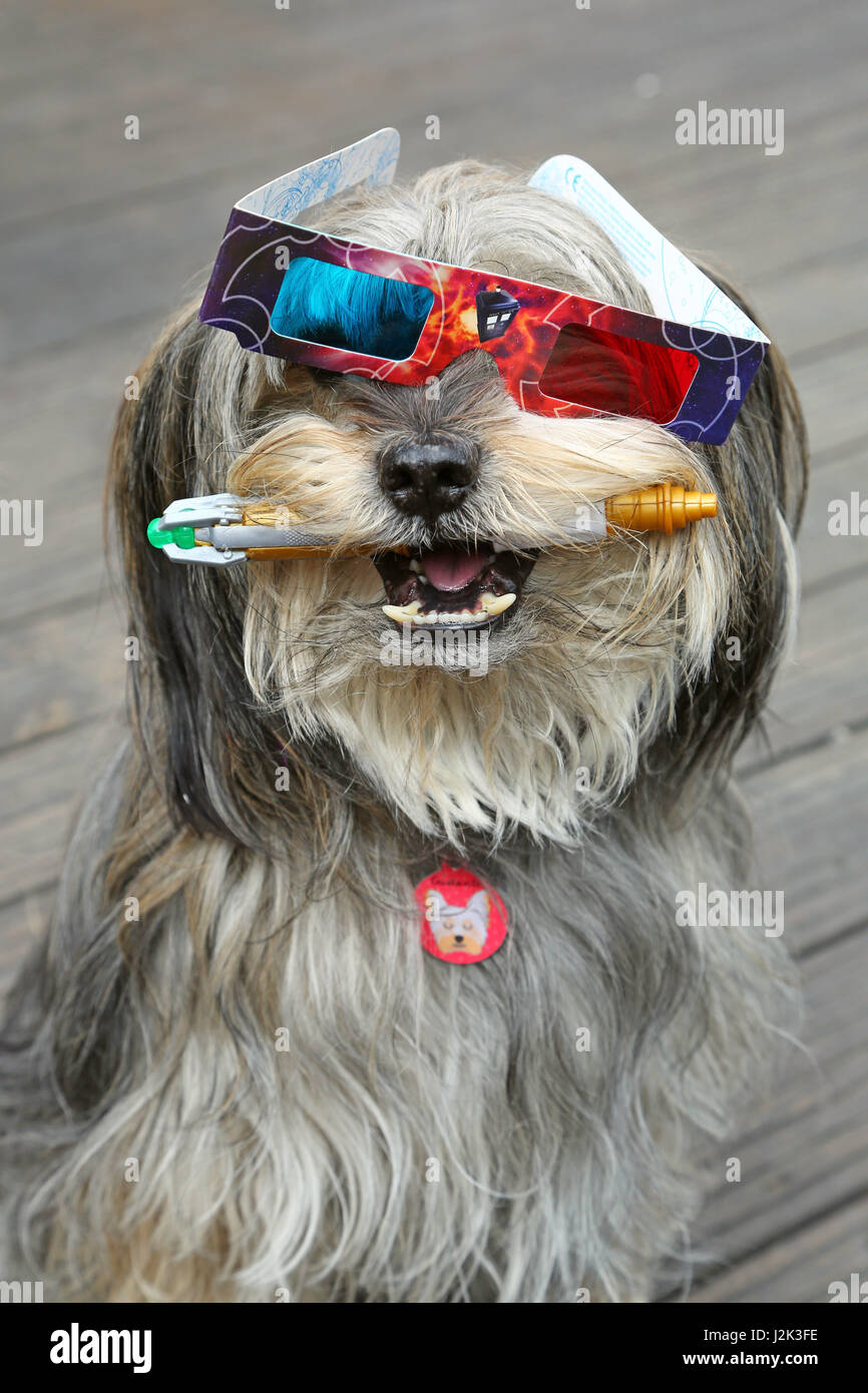 Londres, Royaume-Uni. 29 avril 2017. Londres, Royaume-Uni. 29 avril 2017. Gus, le chien de sauvetage qui a remporté la deuxième place habillé en Dogtor qui tenant son tournevis sonique et le port de lunettes 3D à l'Sci-Fido chien Cosplay show à Londres, à la Science-fiction Juju's Bar au Old Truman Brewery, Londres où les chiens habillés en costumes déguisements à thème du film pour le festival du film et pour recueillir des fonds pour la charité de sauvetage de chien Tous les chiens. Crédit : Paul Brown/Alamy Live News Banque D'Images