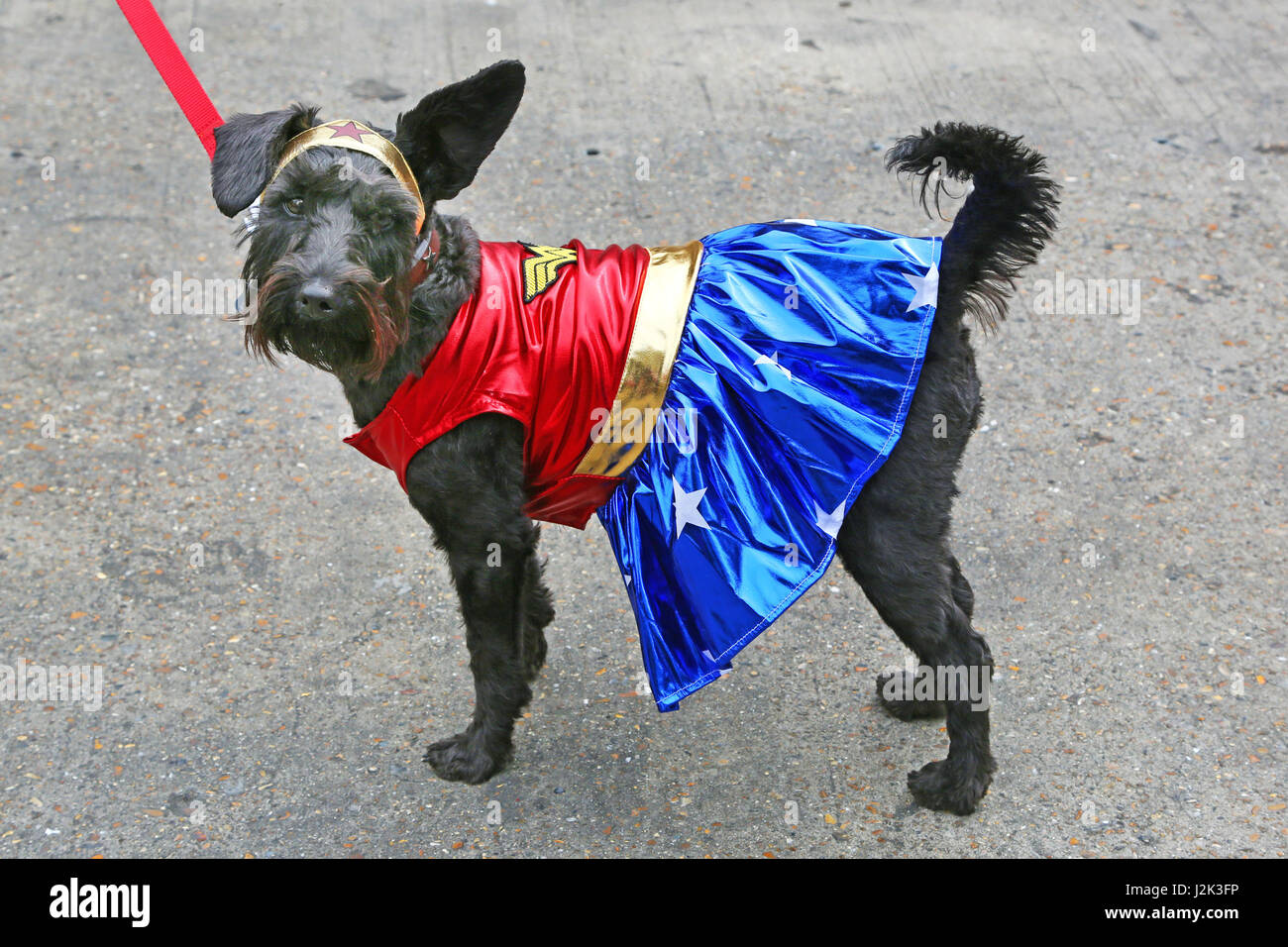 Londres, Royaume-Uni. 29 avril 2017. Le Martha Schnoodle (croix) caniche / Schnauzer qui a remporté le troisième prix habillé comme Wonder Woman à l'Sci-Fido chien Cosplay show à Londres, à la Science-fiction Juju's Bar au Old Truman Brewery, Londres où les chiens habillés en costumes déguisements à thème du film pour le festival du film et pour recueillir des fonds pour la charité de sauvetage de chien Tous les chiens. Crédit : Paul Brown/Alamy Live News Banque D'Images