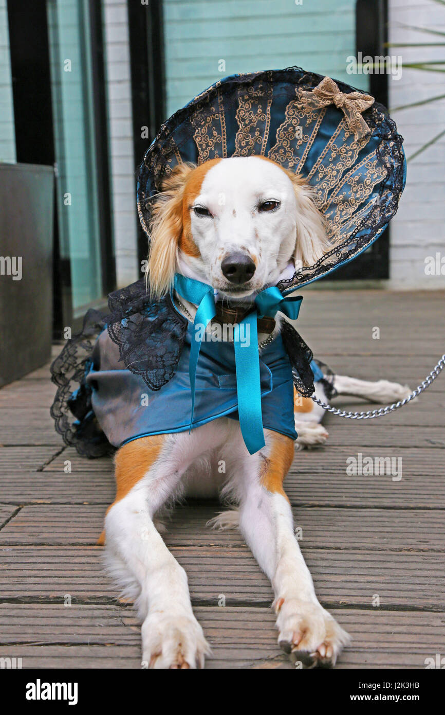 Londres, Royaume-Uni. 29 avril 2017. Arda qui a remporté la première place habillé comme Claudia de l'entrevue avec le Vampire à l'Sci-Fido chien Cosplay show à Londres, à la Science-fiction Juju's Bar au Old Truman Brewery, Londres où les chiens habillés en costumes déguisements à thème du film pour le festival du film et pour recueillir des fonds pour la charité de sauvetage de chien Tous les chiens. Crédit : Paul Brown/Alamy Live News Banque D'Images