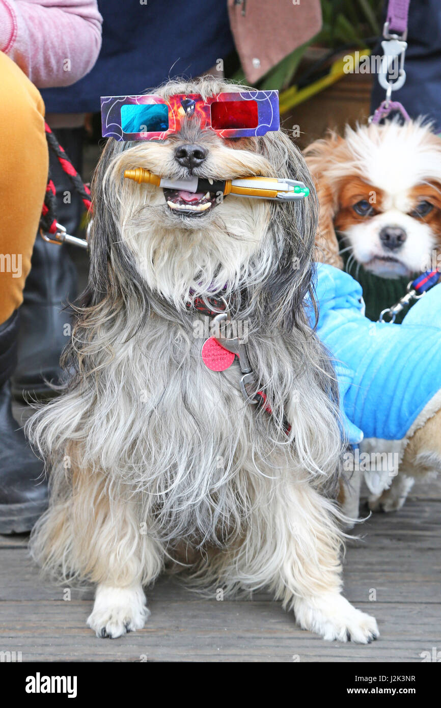 Londres, Royaume-Uni. 29 avril 2017. Gus, le chien de sauvetage qui a remporté la deuxième place habillé en Dogtor qui tenant son tournevis sonique et le port de lunettes 3D à l'Sci-Fido chien Cosplay show à Londres, à la Science-fiction Juju's Bar au Old Truman Brewery, Londres où les chiens habillés en costumes déguisements à thème du film pour le festival du film et pour recueillir des fonds pour la charité de sauvetage de chien Tous les chiens. Crédit : Paul Brown/Alamy Live News Banque D'Images