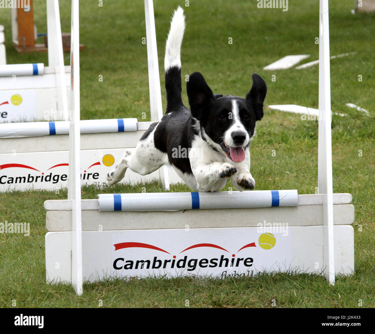 Bedfordshire, Royaume-Uni. Apr 29, 2017. Association britannique de l'équipe de Flyball 48 tournoi Open à lits simples cultivateurs, nr Biggleswade, lits le samedi 29 avril au lundi 1er mai 2017 à crédit : KEITH MAYHEW/Alamy Live News Banque D'Images