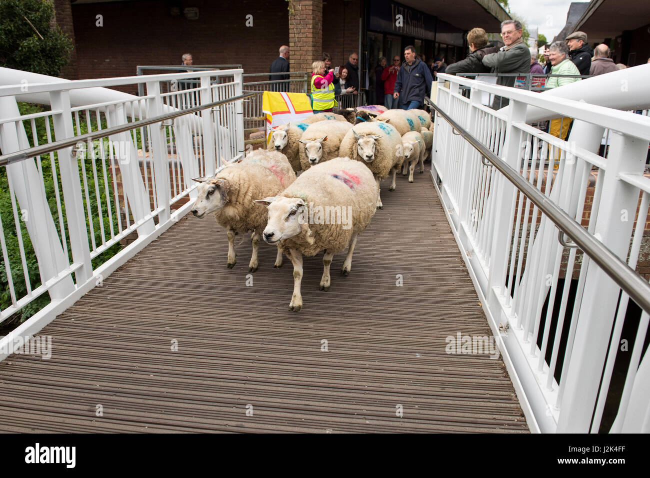 Wimborne, Dorset, UK. 29 avril 2017. Peut-être pour la première fois, mais certainement pas de mémoire, les moutons ont été conduits à travers une partie de la ville de Wimborne Minster par le maire de la ville la Rcbd Mme Sue Cook, l'actuel deux hommes libres Anthony Oliver et Grant Bocking et Femme Libre Margery Ryan. Crédit : Gary Lawton/photographies par Gary/Alamy Live News Banque D'Images