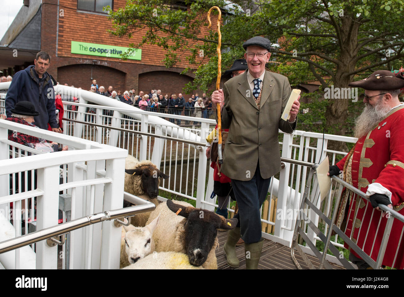 Wimborne, Dorset, UK. 29 avril 2017. Peut-être pour la première fois, mais certainement pas de mémoire, les moutons ont été conduits à travers une partie de la ville de Wimborne Minster par le maire de la ville la Rcbd Mme Sue Cook, l'actuel deux hommes libres Anthony Oliver et Grant Bocking et Femme Libre Margery Ryan. Crédit : Gary Lawton/photographies par Gary/Alamy Live News Banque D'Images