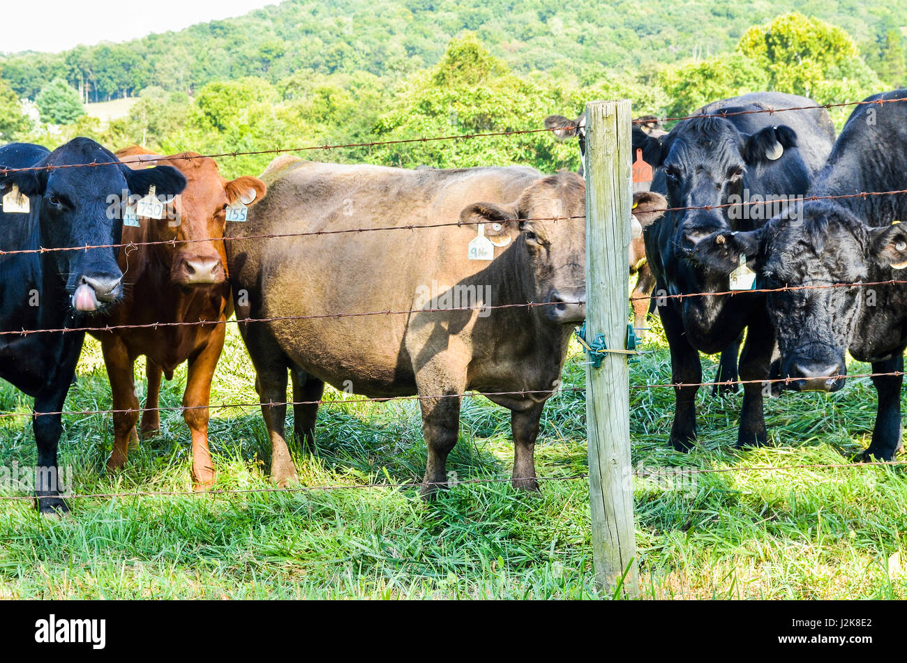 De nombreuses vaches Jersey fixant à travers fil clôture avec plusieurs tags dans les oreilles Banque D'Images