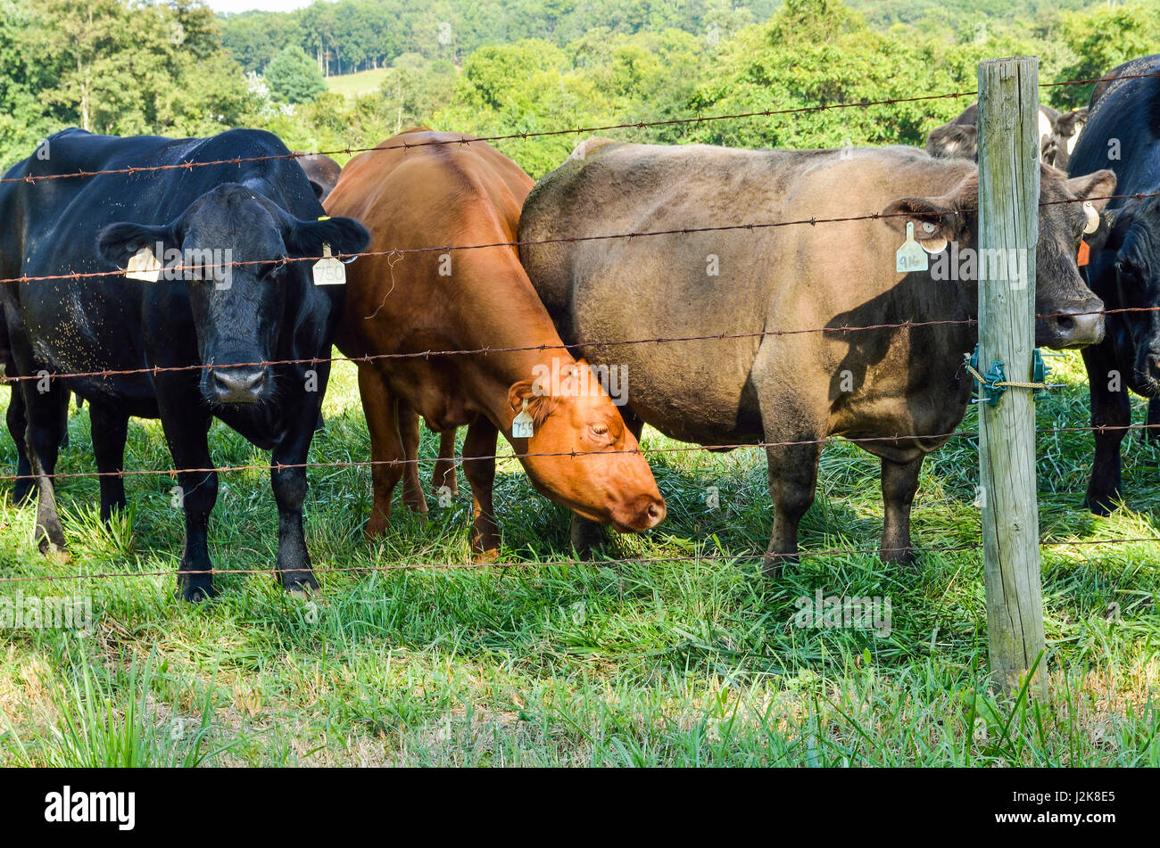 De nombreuses vaches Jersey fixant à travers fil clôture avec plusieurs tags dans les oreilles Banque D'Images
