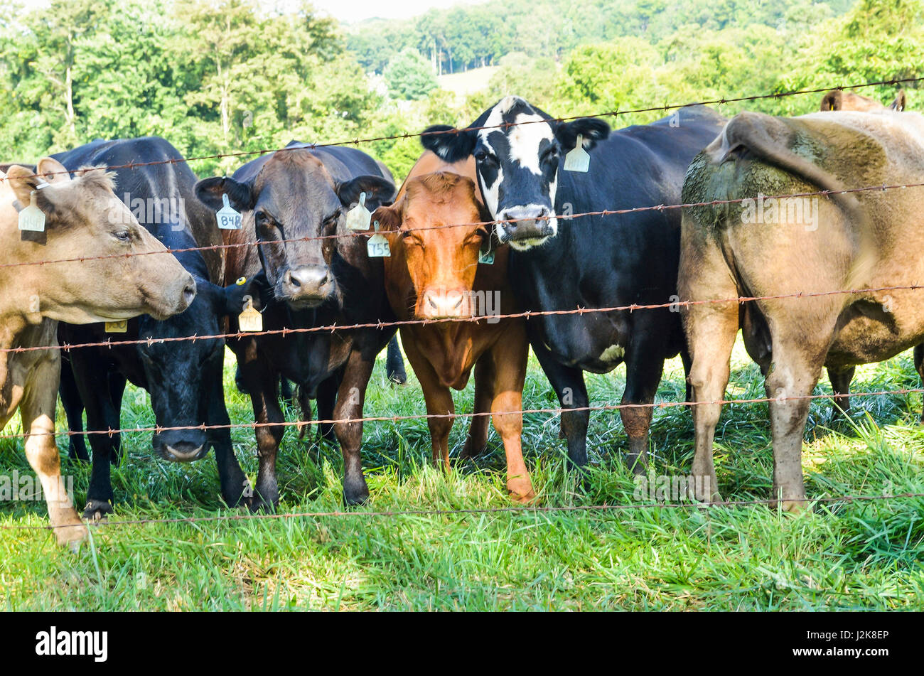 De nombreuses vaches Jersey fixant à travers fil clôture avec plusieurs tags dans les oreilles Banque D'Images
