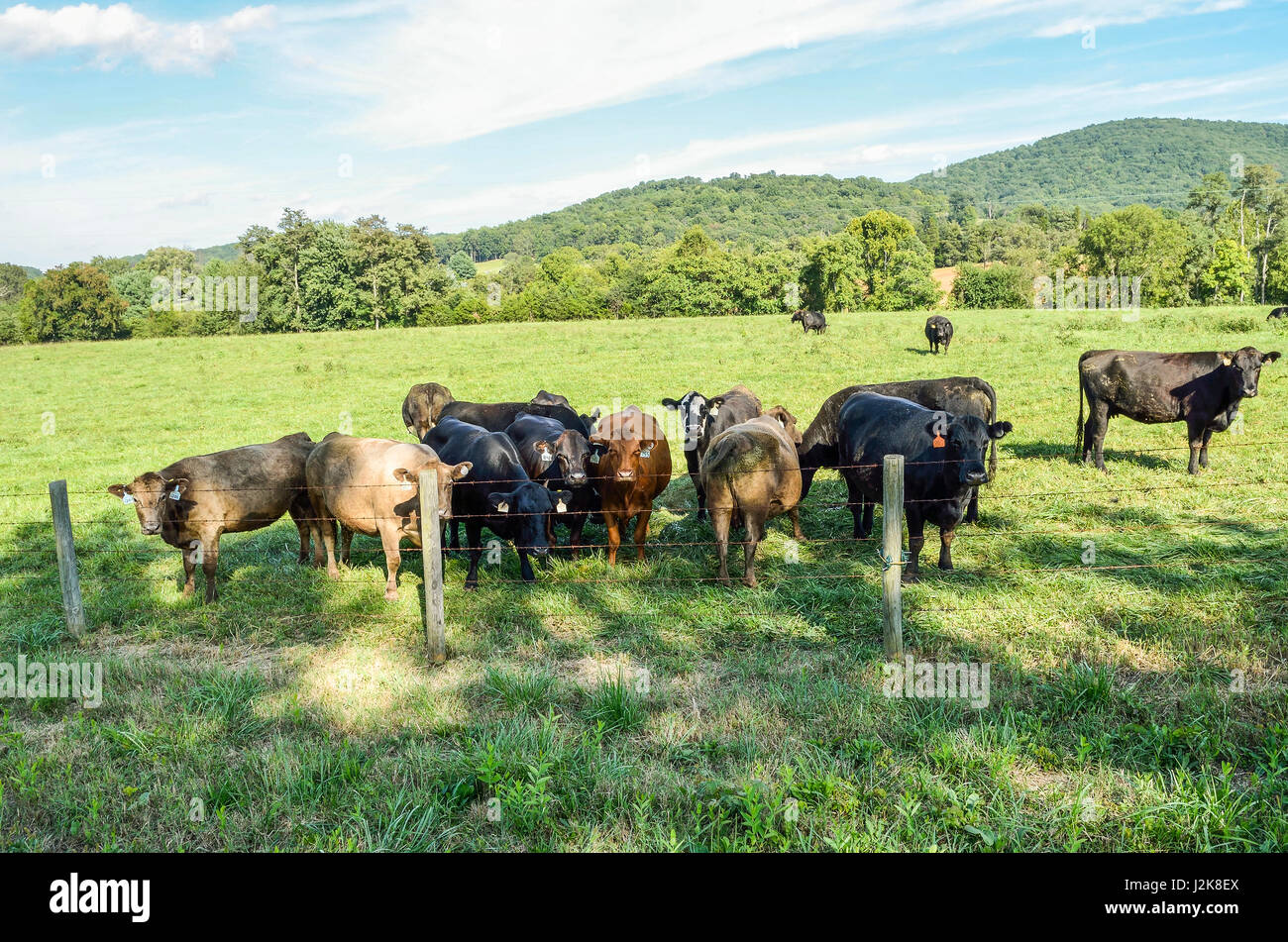 De nombreuses vaches Jersey fixant à travers fil clôture avec plusieurs tags dans les oreilles Banque D'Images
