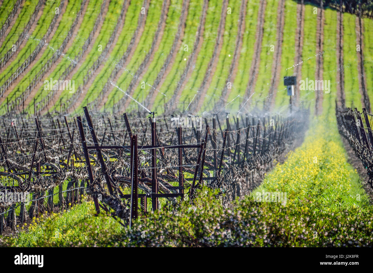 Vignoble des lignes avec aspersion d'eau dans la région de Napa Valley, Californie Banque D'Images