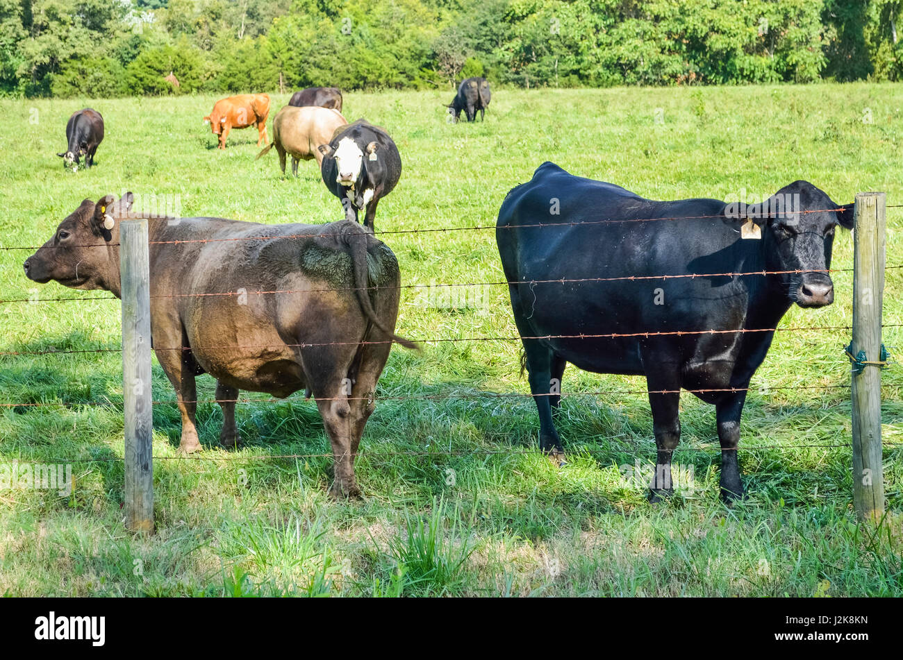 Deux vaches Jersey fixant à travers fil clôture avec plusieurs tags dans les oreilles Banque D'Images