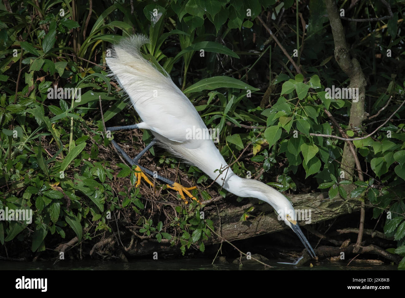 L'enneigement de l'extraction d'une aigrette de Jefferson Island, Louisiana Stick Banque D'Images