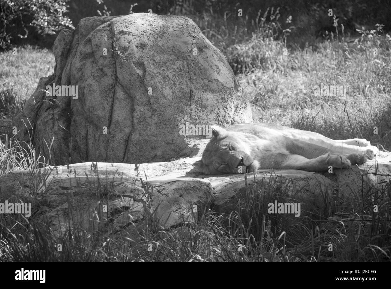 Lionne dormant sur un rocher Banque D'Images