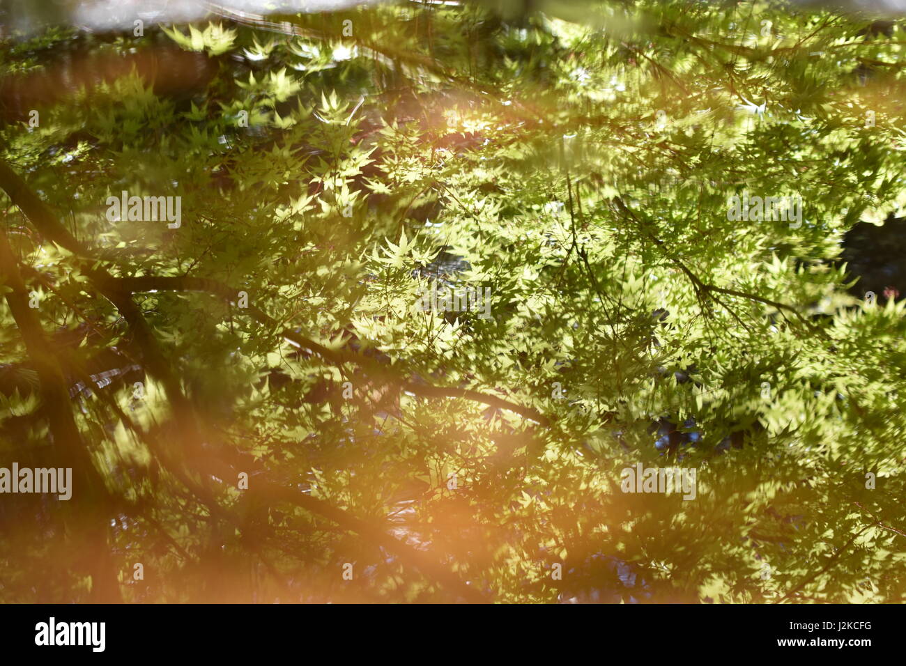 Japanese maple tree reflet dans l'eau. Banque D'Images