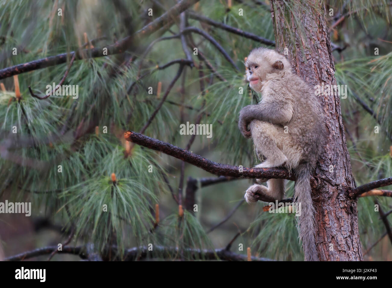 Snub-Nosed Noir Yunnan (singe Rhinopithecus Bieti) Banque D'Images