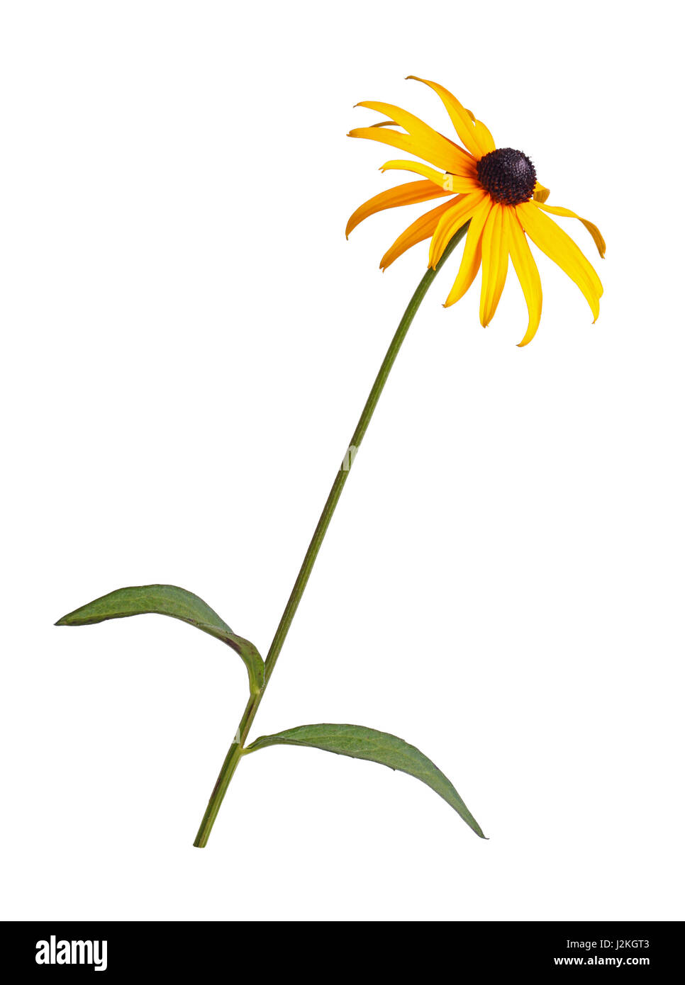 Simple tige avec feuilles et composés, jaune et noir fleur d'une brown- ou rudbeckie hérissée (Rudbeckia hirta) isolé sur fond blanc Banque D'Images