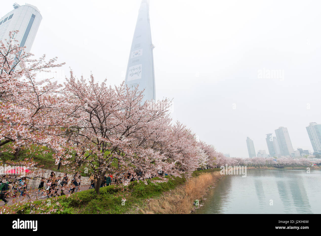 Seokchon Lake Park au printemps avec les cerisiers en fleurs. Banque D'Images