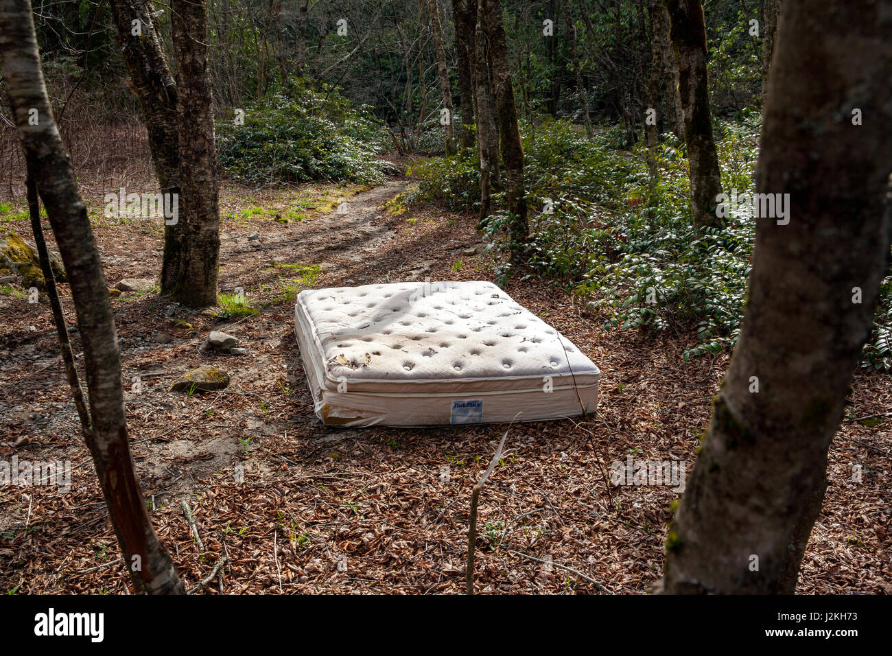 Matelas abandonnés en forêt - Pisgah National Forest, à proximité de Brevard, North Carolina, États-Unis Banque D'Images