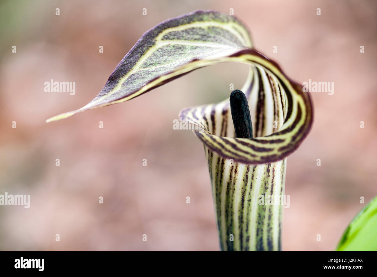 Prêcheur (Arisaema triphyllum) - Pisgah National Forest, à proximité de Brevard, North Carolina, États-Unis Banque D'Images