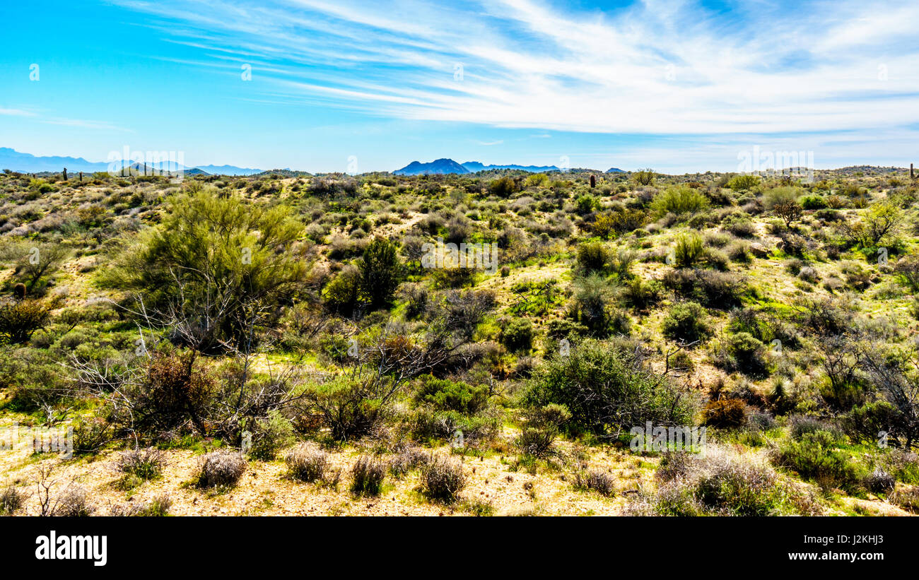 Une scène de désert d'hiver comme vu sur un tour de la ville de Phoenix vers le lac Bartlett zone dans la forêt nationale de Tonto, Arizona, USA Banque D'Images