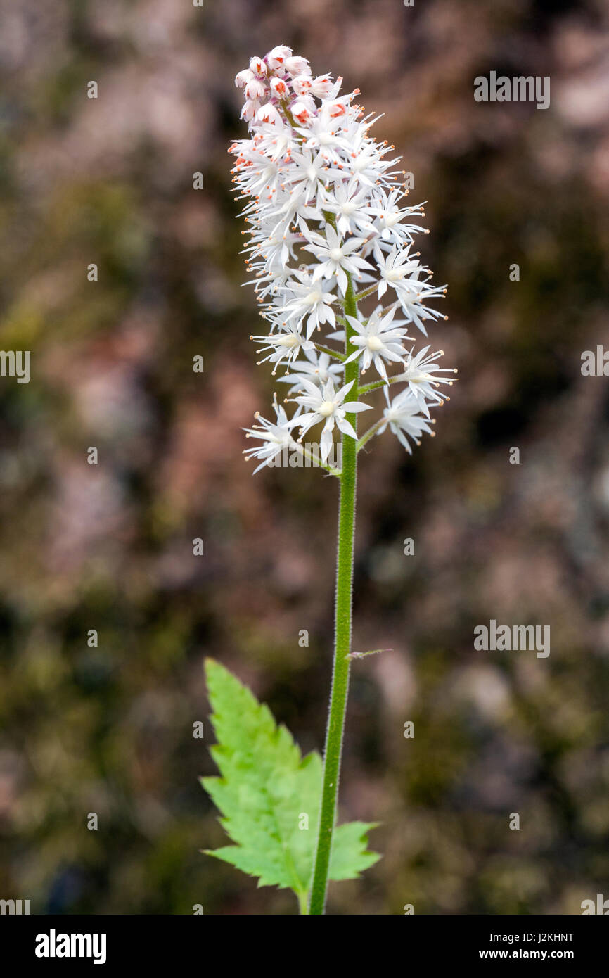 (Foamflower Tiarella cordifolia) Pisgah Forest National - Brevard, North Carolina, États-Unis Banque D'Images