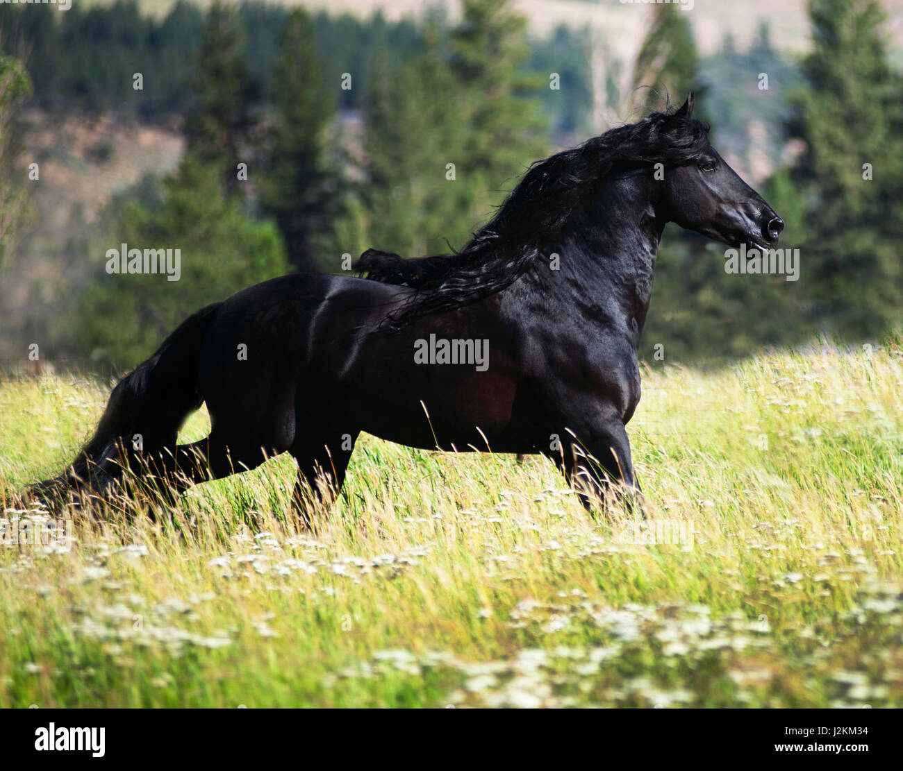Étalon frison noir en vert Pâturage Banque D'Images