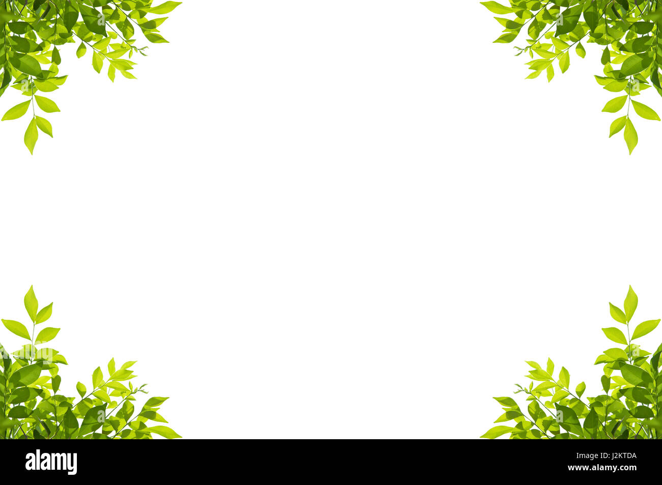 Cadre vert feuilles isolé sur fond blanc Banque D'Images
