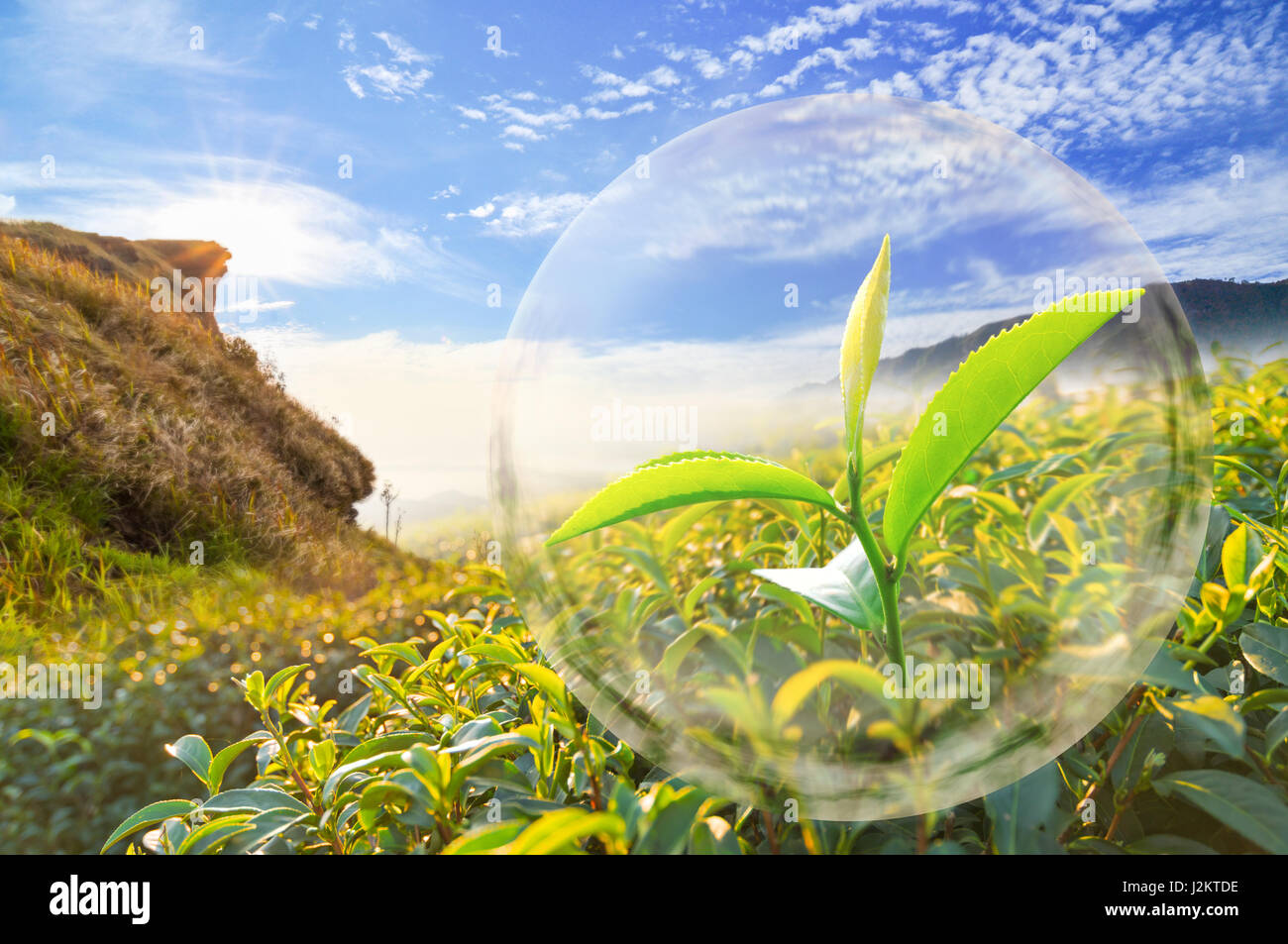 Feuilles de thé vert Bio, dans la bulle sur beau paysage et plantation de thé, arrière-plan. Banque D'Images