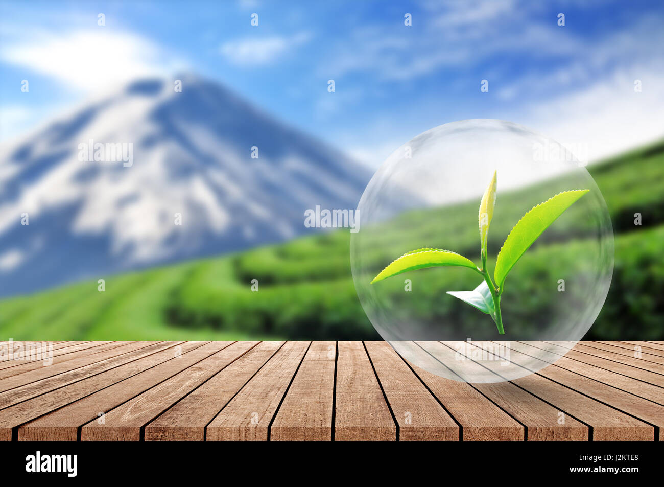 Plancher en bois avec des feuilles de thé biologique dans la bulle sur beau paysage floue et plantation de thé, arrière-plan. Banque D'Images