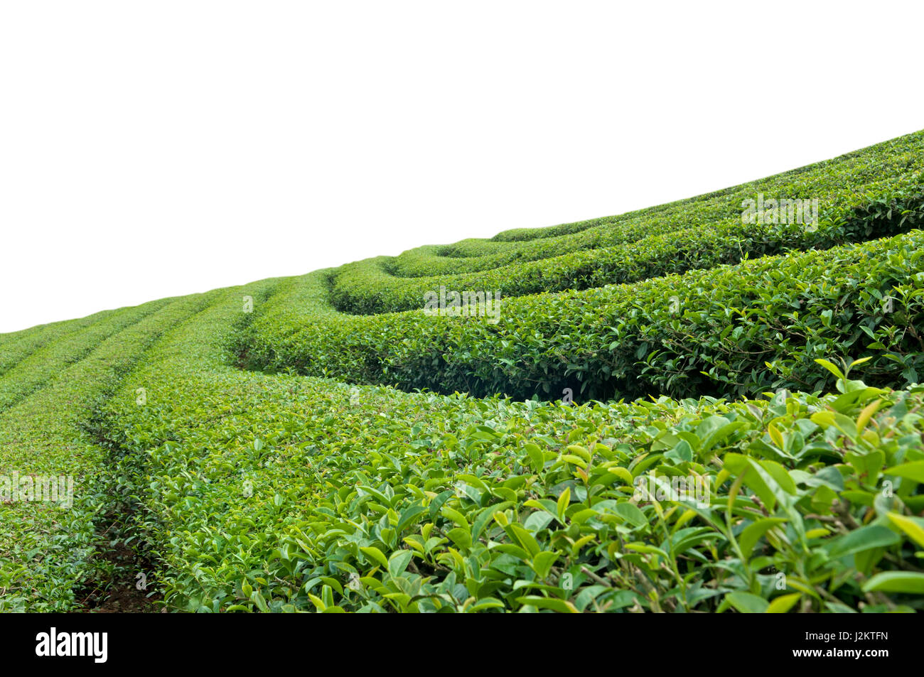 La plantation de thé sur fond blanc. Chemins de détourage inclus Banque D'Images
