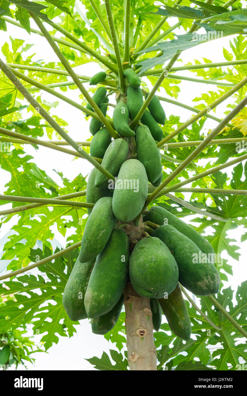 Nature Fresh green papaya on tree Banque D'Images