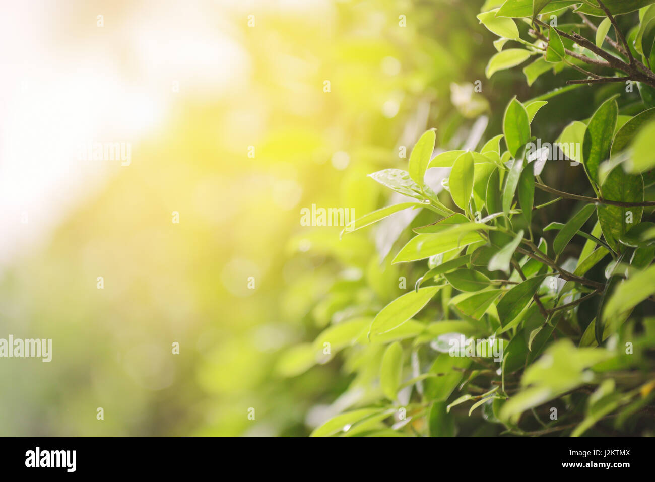 Vert feuille dans la pluie avec la lumière du soleil du matin Banque D'Images