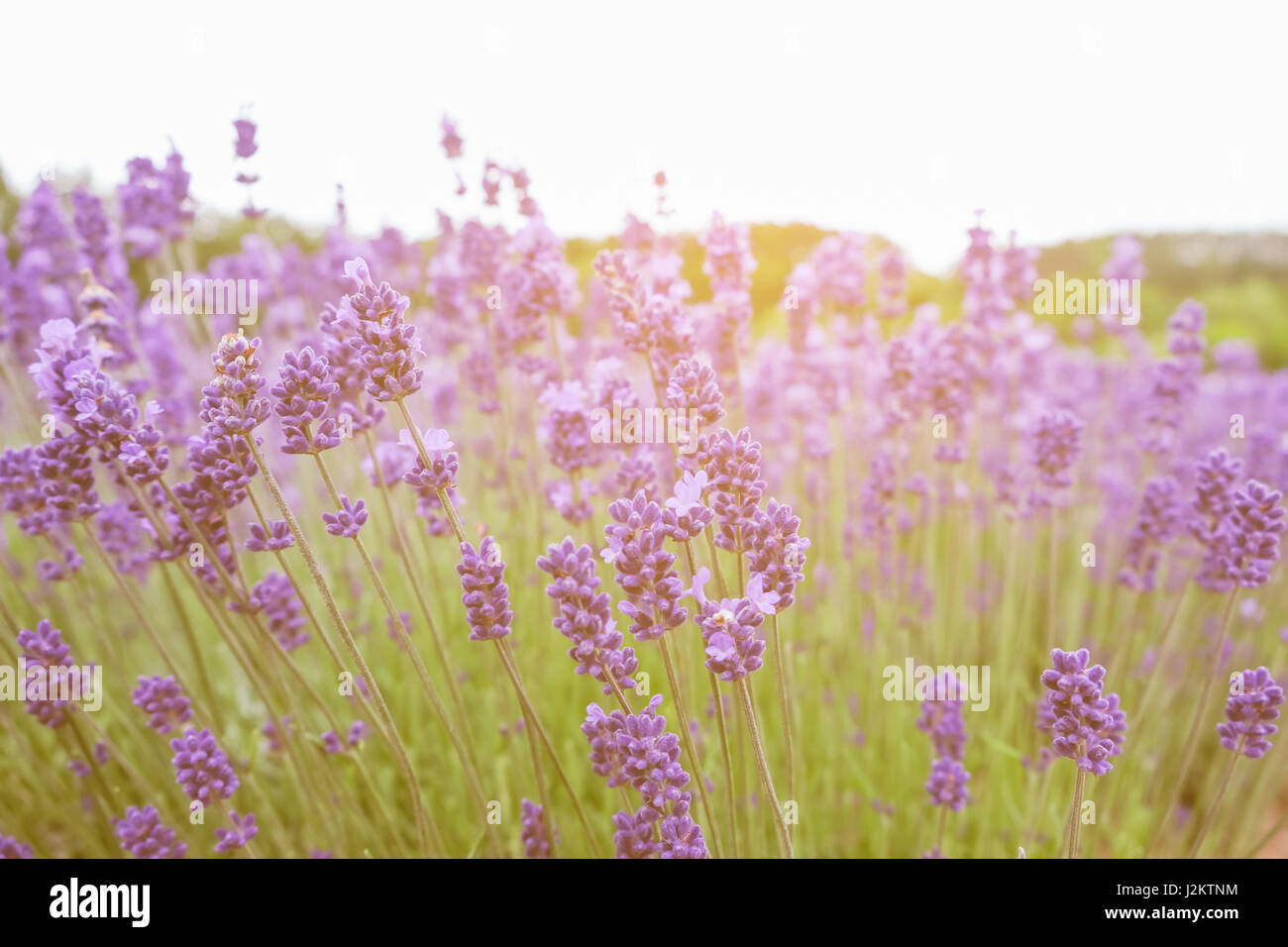 Fleurs de Lavande - Coucher de soleil sur un champ de lavande pourpre de l'été . Bouquet de fleurs parfumées dans le champs de lavande Banque D'Images
