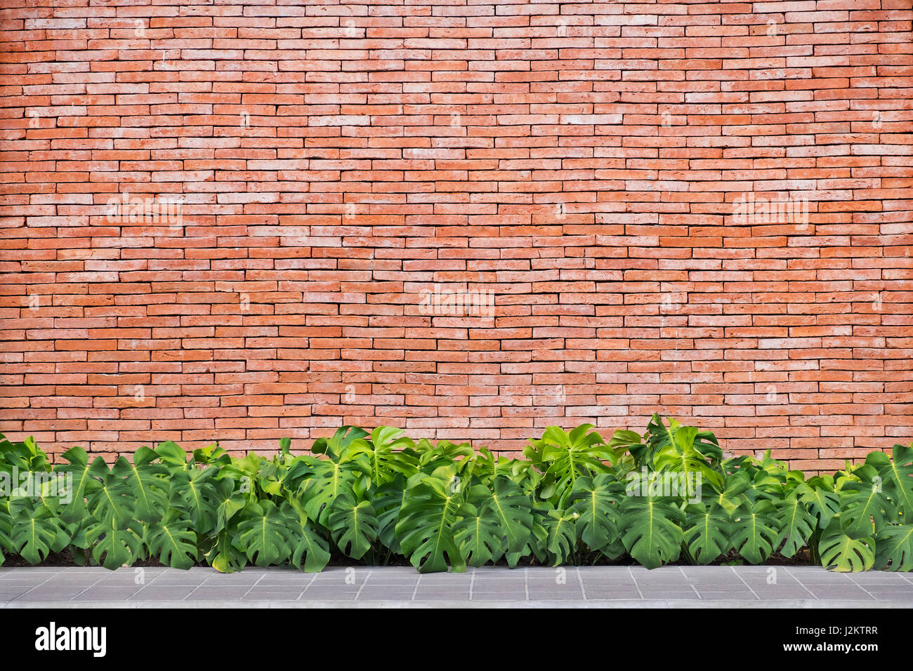 Feuilles vertes avec mur de brique rouge contexte Banque D'Images