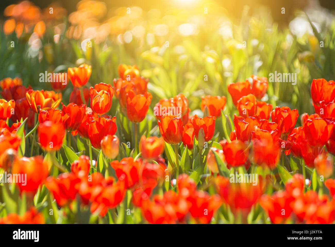 Tulipes rouges dans le jardin avec la lumière du soleil du matin Banque D'Images