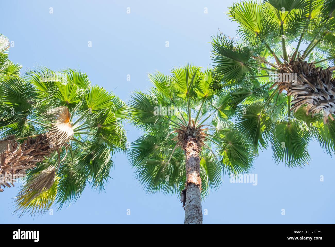 Palmiers Vue de dessous avec fond de ciel bleu Banque D'Images