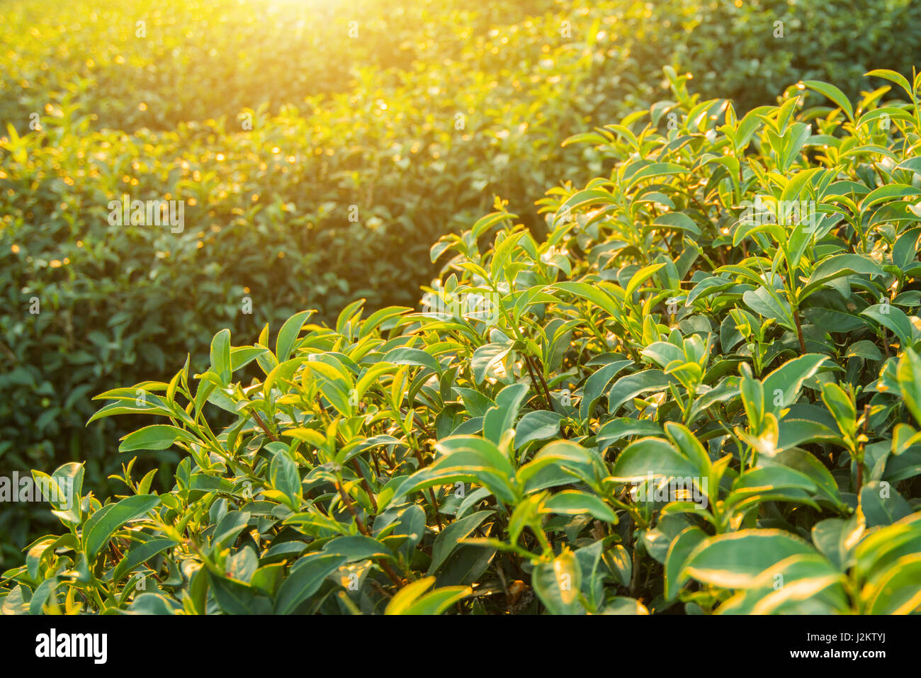 Vue du coucher de la plantation de thé paysage à Chiang Rai, Thaïlande. Banque D'Images